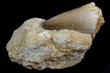 Lot: - Fossil Mosasaur Teeth In Rock - Pieces #77167-2